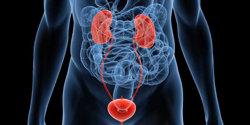 Bladder