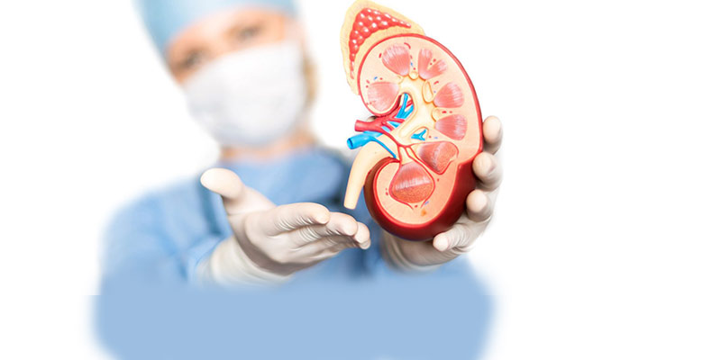 KIDNEY